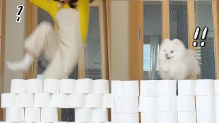 [SUB]강아지랑 휴지벽 넘기에 도전해보았습니다. (Dog and Human : Toilet Paper Wall Challenge )