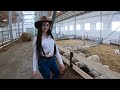 dangerous automatic milking on a farm extreme cow transport u0026 pretty girl