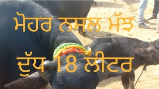 ਮੋਹਰ ਨਸਲ ਮੱਝ  ਦੁੱਧ 18 ਲੀਟਰ