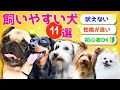 【保存版】トリマーが教える！飼いやすい犬11選【初心者OK！】