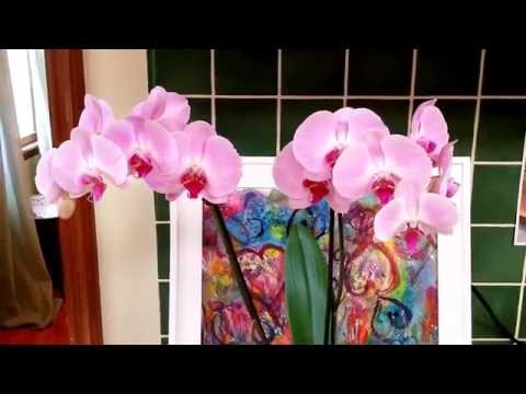How to treat fungus on orchids. How to treat fungus on orchids.