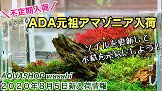 元祖ADAアマゾニア全種在庫完了！２０２０年８月５日 AQUASHOP wasabi新入荷情報 、水草水槽の立ち上げソイル、初心者のネイチャーアクアリウム、有茎草、赤系ロタラ、ルドウィジアの植栽方法