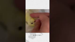 飼い主に甘えるセキセイインコ budgie