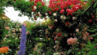 Rose Garden| beautiful david austin rose collection