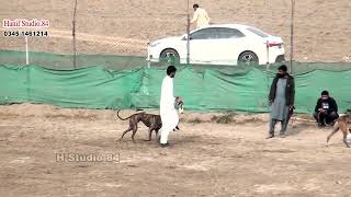 # Coursing Race Round 1 (21to25)Dors Imported Round 1 Dec 22 2024 Phalia Club