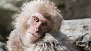 「Photographing child Snowmonkey／子猿さんを猿写」Jigokudani・日本猿・地獄谷野猿公苑／2018.May