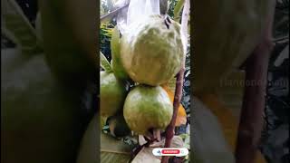 മുന്തിരിക്കുല പോലെ allseason guava🍏🍐😋❤️like,share, subscribe▶️