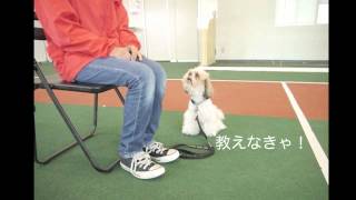 補助犬訓練中！