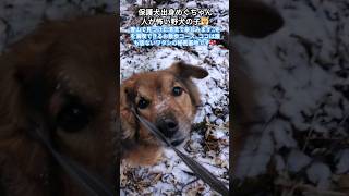 雪山の清流で楽しみます【保護犬めぐちゃん】 #保護犬を家族に