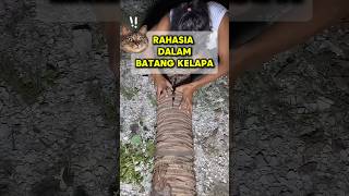 Batang Kelapa Tua Itu Bukan Sekadar Kayu Mati #short #shorts