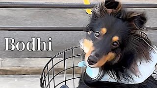 “夏の暑さ”を４０秒で表す動画 〜癒し犬と隣の兄の暑さ対策〜 《Shetland Sheepdog/シェットランドシープドッグ》Bodhi 菩提　셸티　셀티