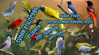 MP3 Suara pikat semua burung kecil dan sudah di uji coba! Dijamin Ampuh 100%