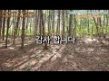 평창부동산 골짜기 거의 마지막 소나무 숲으로 이루어진 조용하고 환경 좋은.. 1 000평 계획관리 평탄한 평창전원지임야 평창임야 평창소나무숲부지 평창공인중개사