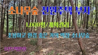 [평창부동산] 골짜기 거의 마지막 소나무 숲으로 이루어진 조용하고 환경 좋은.. 1,000평/계획관리, 평탄한 평창전원지임야, 평창임야, 평창소나무숲부지 [평창공인중개사]