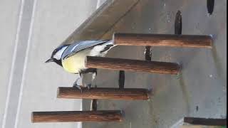 巣箱前で餌を食べるシジュウカラ　Great Tit 2018 0425