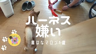 【マロンの抵抗！】【黒はなマロン】柴犬女の子1歳