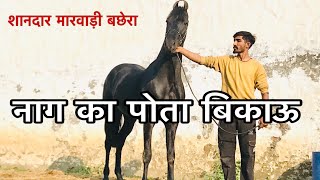 Marwadi Colt For sale 7023968580