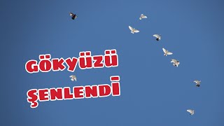 VAN TATİLİMİZİN SONUNDA GÜZEL BİR UÇUM GERÇEKLEŞTİRDİK.DAVUT ADANAŞ'IN KUŞLARINI UÇURDUM !