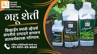 Wheat Farming | गहू शेतीत वाशिमच्या शेतकऱ्याचा अप्रतिम निकाल मराठी | Divine Spark Ventures