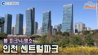 인천시ㅣ인천 송도 센트럴파크에서 봄을 만끽하다 영상 ㅣ#2023인천미디어크리에이터