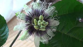 パッションフルーツが開花したので人工授粉しました passionfruit blooming