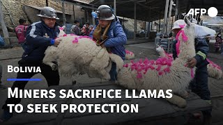 Bolivian miners sacrifice llamas to seek protection from indigenous god | AFP