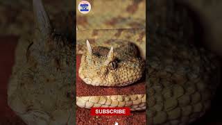 கொம்பு 😨😨😱😱வச்ச பாம்பு Saharan Horned Viper