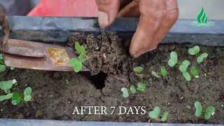 সহজে টবে বাঁধাকপি চাষ পদ্ধতি | Methods of growing cabbage in tubs | সহজে বাঁধাকপি চাষ a to z