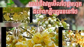 យល់ដឹងវគ្គថែទាំផ្កាធូរេនតាំងពីដំបូងរហូតដល់ពកមានក្តឹប