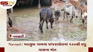 Navsari : ખડસુપા ગામના પાંજરાપોળમાં ૧૦૦થી વધુ ગાયના મોત | Gstv Gujarati News