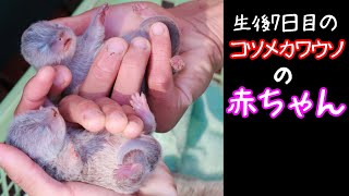 カワウソの赤ちゃんはじめてのお外！【コツメカワウソ】