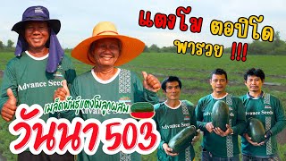 วันนา พารวย! แตงโมวันนา 503 #เมล็ดพันธุ์ตราตะวันต้นกล้า