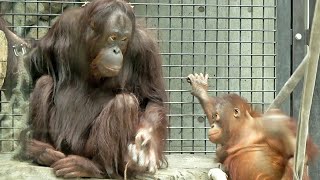 一緒にアソボ!!　ひなを誘うロキ・オランウータン