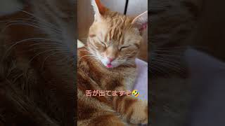 舌ペロ猫　#ねこ #猫 #猫動画 #ねこのいる生活