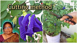 சங்கு கொடியை கட் பண்ணி செடியாக்குவது எப்படி? Clitoria cutting method #tamil #gardening #garden