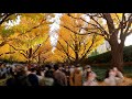 see the ginkgo trees in the outer garden of the meiji jingu