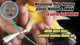 Cara Memotong RING Burung Paling MUDAH dan AMAN || Terbukti banyak teman yang meniru cara Saya ini