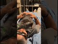 otter fuku gave surprise attack to daddy😂🦦he wants to play but feeling sleepy😁 otternoise cute otter