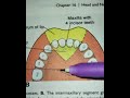 hard palate development key insights