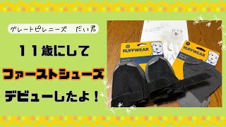 ファーストシューズで上手に歩けるかな❓