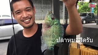 Gock Gack | ตกปลาท่อระบายน้ำ  (หมอสี) แดกก.. เฉยย  EP.2