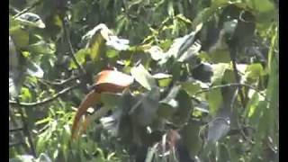 Hornbill sighted at Nelliampathy, Palakkad