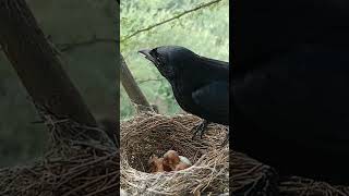 Tiny Black Drongo Babies and Their Adorable Feeding Moments #shorts #ytshorts #shortsfeed #short