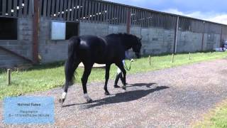 Healthy horse management – Charlie Hutton