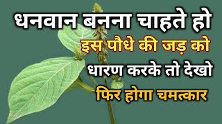 अपामार्ग पौधा/ Apamarga Plant /अपामार्ग /चिरचिटा की जड़ /Chirchita Ke totke