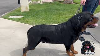 Breeding The Biggest AKC Rottweiler in the World