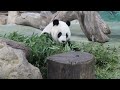 20220826 圓仔今日先上班 吃飽喝足睡得安 早餐 giant panda yuan zai