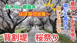 4月9日 約1.4kmの桜のトンネルを歩く 背割提さくら祭り Cherry blossoms in Kyoto  japan walk