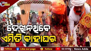 Ladvi, Surat: Unique Marriage Between Calf and Heifer | See Pics | କଣ ଦେଖିଛନ୍ତି ଏମିତି ନିଆରା ବାହାଘର?