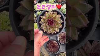 겨울이라 이쁜 다육 초코젤리 가격은 5천원❤️ 민이네다육 #plants #succulent #cactus #국민다육 #초코젤리 010-6863-0625